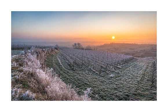 220109 - Bahlingen Frosty Morning