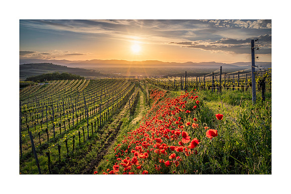 210502 - Bishfofingen Poppies
