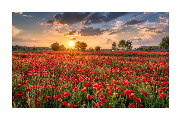 210602 - Malterdingen Poppies