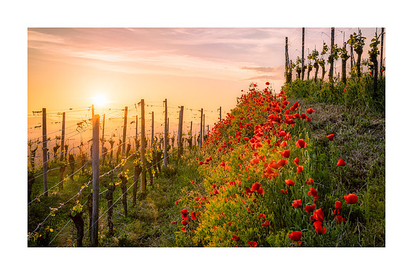210601 - Bishfofingen Poppies
