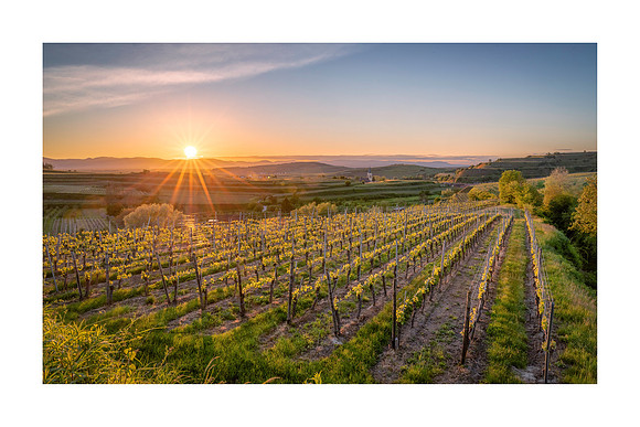 210603 - Volgsburg Vineyards