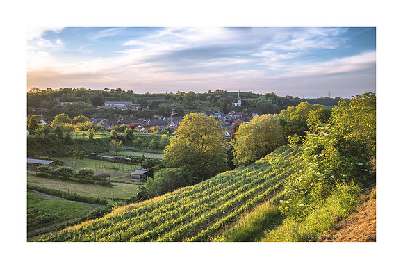 231207 - Bahlingen Vineyards