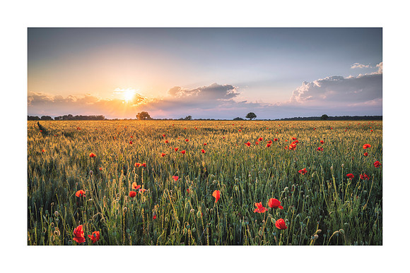 240101 - Endingen Poppies