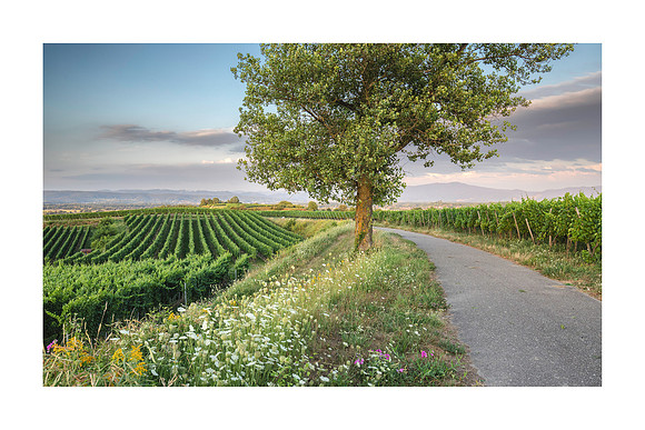 240107 - Bahlingen Vineyards