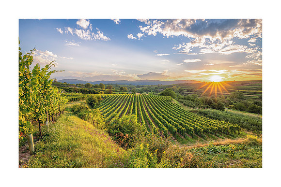 240118 - Bahlingen Vineyards
