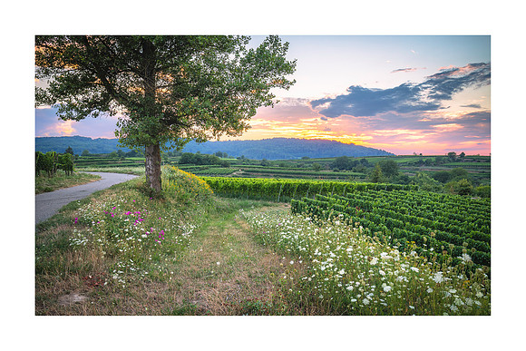 240109 - Bahlingen Vineyards