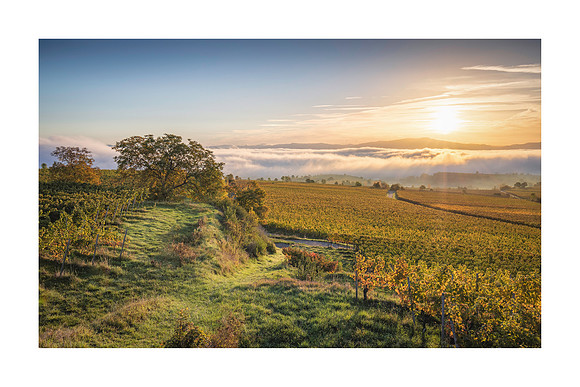 240115 - Autumn Fog