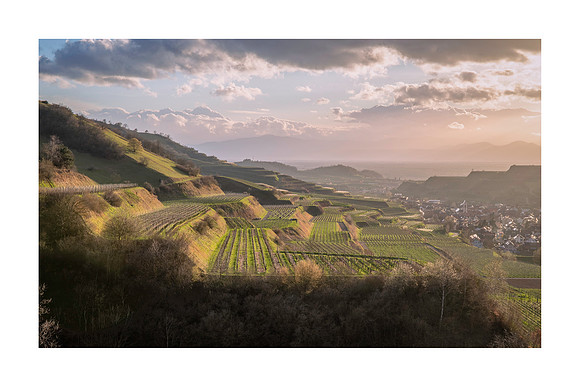 240135 - Oberbergen Vineyards
