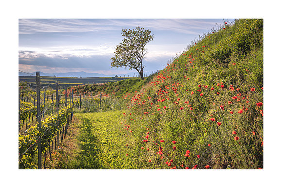 240136 - Bahlingen Poppies