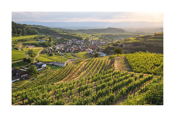 240142 - Bickensohl