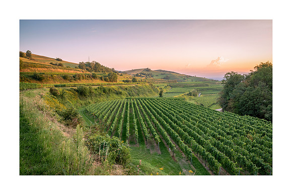 240144 - Schelingen Vineyards