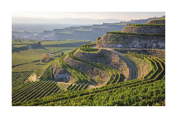 240147 - Vineyards