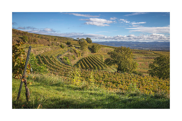 240150 - Eichstetten Vineyards
