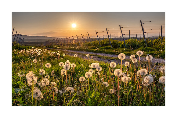 190902 - Bahlingen Dandlions