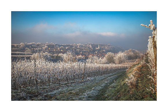 220113 - Bahlingen Frosty Morning
