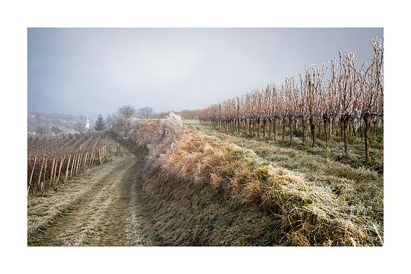 220111 - Bahlingen Frosty Morning